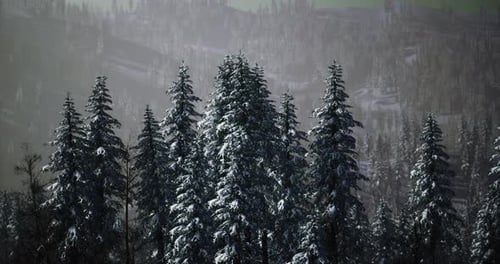Winter Forest Landscape with Snow-Covered Pines and Misty Mountains
