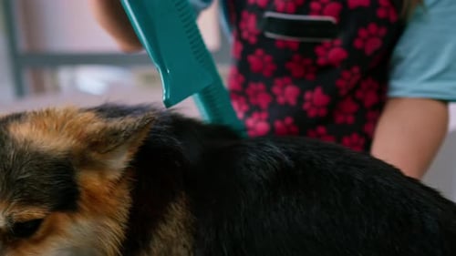 Groomer Drying a Dog's Fur in Grooming Workspace