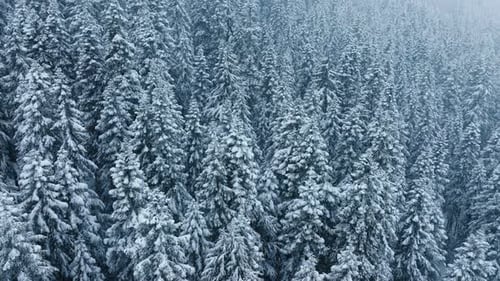 Still Aerial Snow Falling Slowly White Blue Pine Trees Forest Winter Landscape