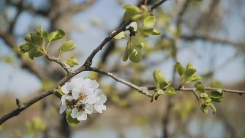 Spring Apple Flowers on Apple Branch Trees Blossom in the Garden Closeup Apple Blossom Flower