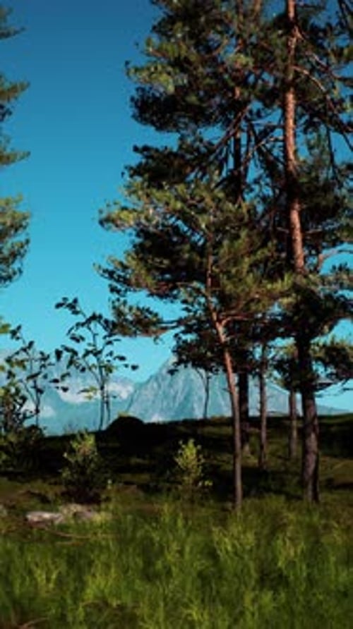 Misty Mountain Forest Landscape in the Morning