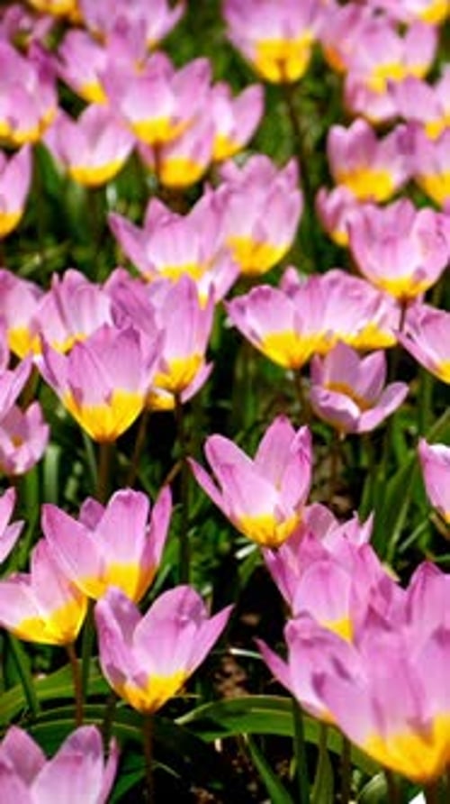 Blooming Tulips Flowerbed in Keukenhof Flower Garden Netherland