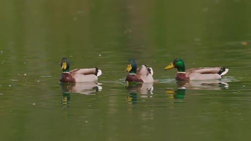 Enten schwimmen im See Eine Entengruppe frisst Nahrung aus dem Wasser