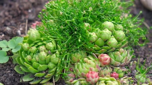 Succulente qui pousse à l'extérieur dans une rocaille de jardin ou dans un jardin paysager Blooming Sempervivum