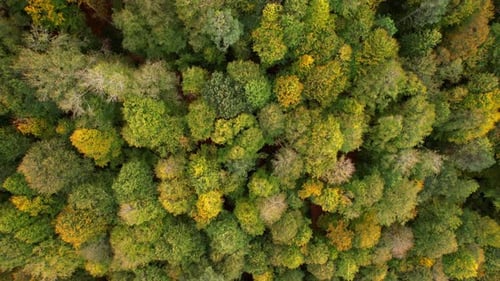 La beauté de l'automne
