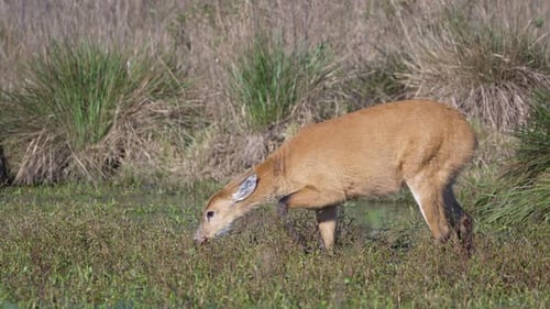 Young marsh deer fawn nibbles grass in arid wetland