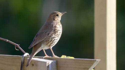 Thrush bird perched on the garden fence singing