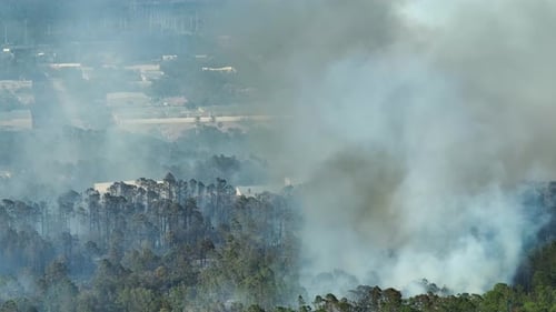 Huge Wildfire Burning Severely in Florida Jungle Woods Hot Flames in Forest Thick Smoke Rising Up