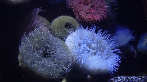 Coral Reef Marine Underwater
