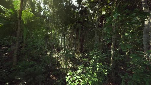 Moving Through Lush Green Tropical Forest Background