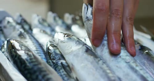 a fishmonger showing the fresh fish at the fish market. The fishmonger shows fresh fish to ensure