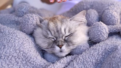 Gray Cat Relaxing Getting Pet on the Head