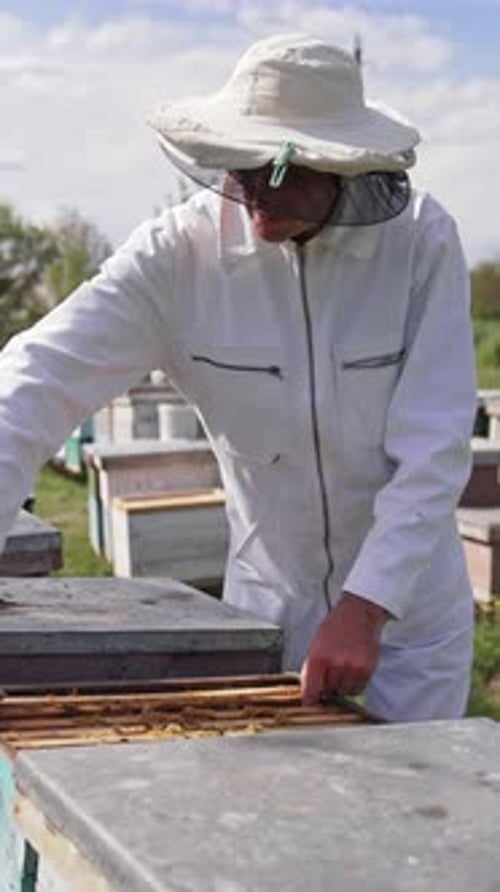 Beekeeper Inspecting Honeycomb Full of Bees Outdoors
