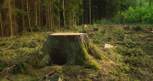 Ein
frisch geschnittener Baumstumpf einer großen Kiefer zeugt von der kürzlichen Abholzung des Waldes. Nadelholz