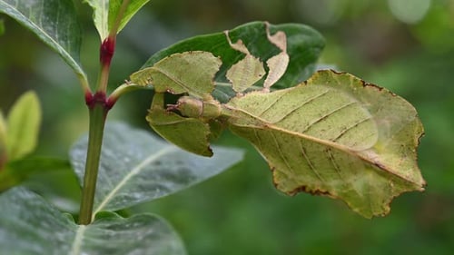 Leaf Insect Camouflaged on Green Plant