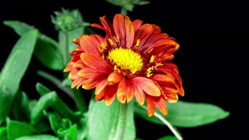 Orange Flower Blooming in Time Lapse