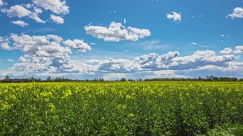 Champ de colza jaune en été.