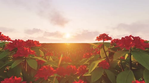 An Endless Field Decorated With Red Flowers
