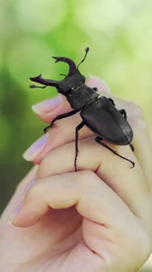 Stag Beetle Crawling on a Hand Close Up
