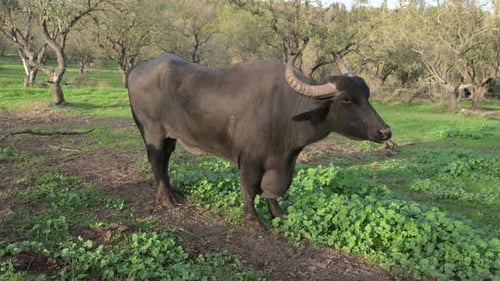 A Large Water Buffalo on a Grassy Farm Under the Trees in the Afternoon Sunlight
