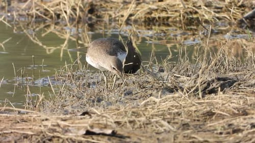 Sandpiper - finding - food - pond - water .
