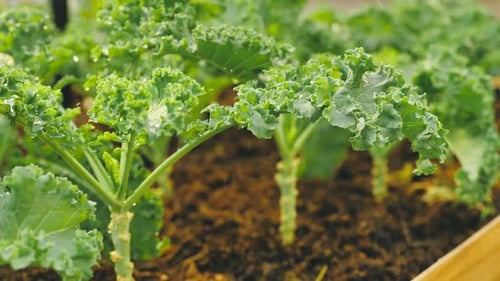 Chou frisé poussant dans une jardinière. Légumes verts dans la plantation.