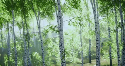 Lush Green Birch Forest Embracing Sunlight and Serenity in the Early Morning