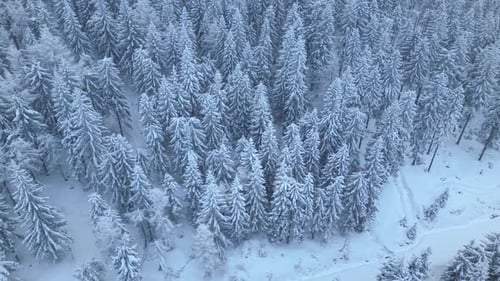 Aerial top down winter mountain landscape with trees covered in snow dense forest in Vosges France.