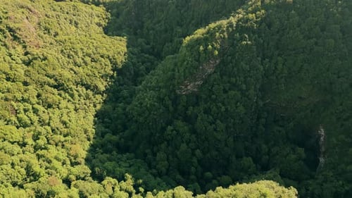 Aerial view of the forest