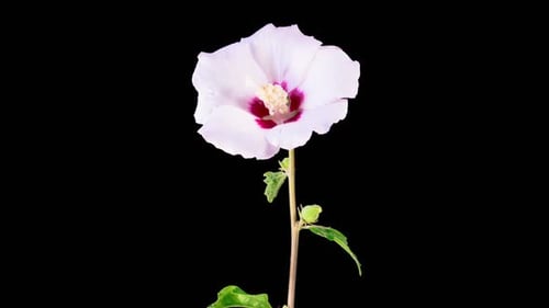 Hibiscus Flower Blooming Beautifully in Time Lapse