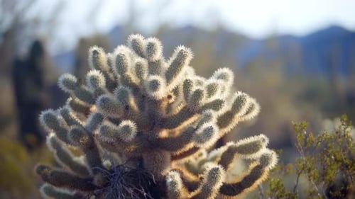 Cholla-Kaktus in Arizonas Sonora-Wüste — isoliert mit unscharfem Hintergrund