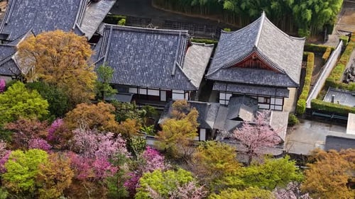 Aerial drone view of a temple surrounded by cherry blossom at sunset, Kyoto, Japan