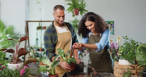 Couple potting plants in a bright indoor setting