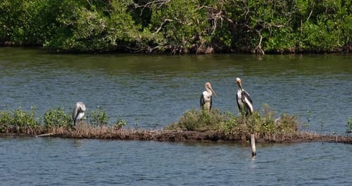 Two Painted Stork Mycteria leucocephala and Grey Heron Ardea cinerea pn the left hand side preening,