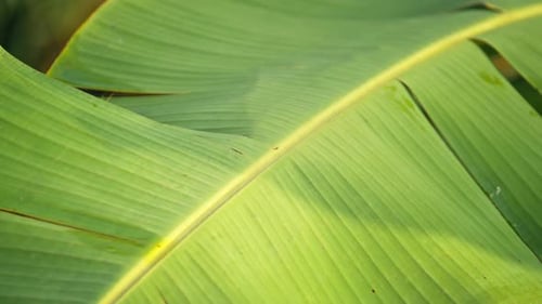 Nahaufnahme eines grünen Bananenblattes mit Textur und Adern in üppiger tropischer Umgebung