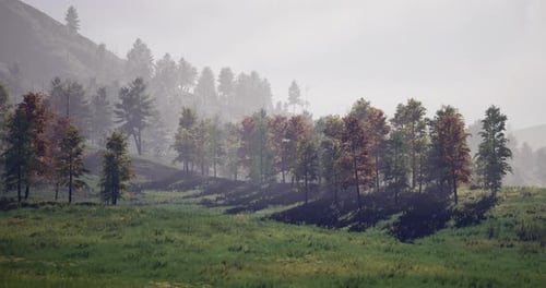 Misty Forest Landscape with Green Meadows and Colorful Foliage in Autumn