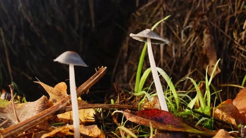A Glimpse of Nature Delicate Mushrooms Emerging From the Forest Floor Amidst Colorful Autumn Leaves