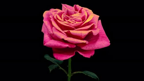 Pink Rose with Yellow Edges on Petals Plant Blooming Flower in Time Lapse on a Black Background