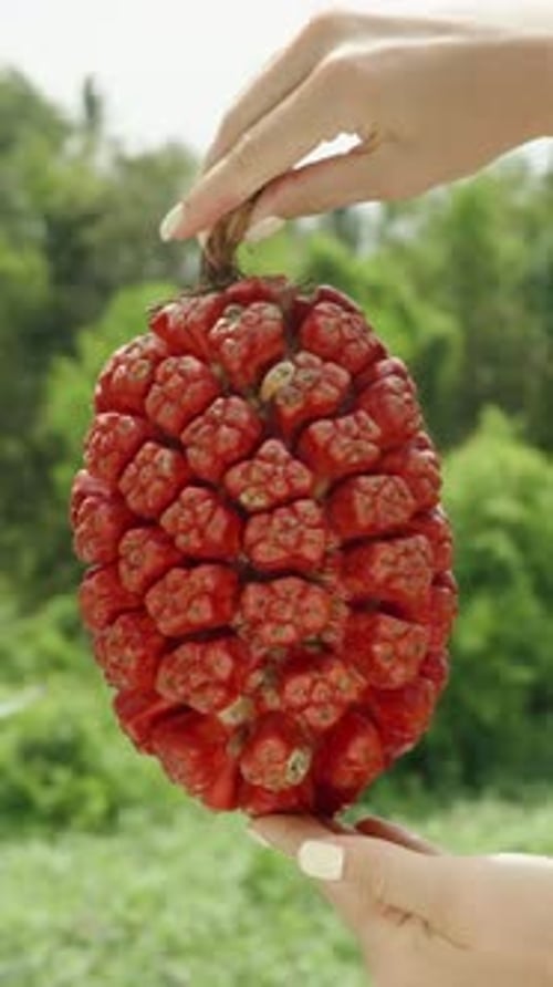 Exotic Pandanus Fruit Close Up in Tropical Setting