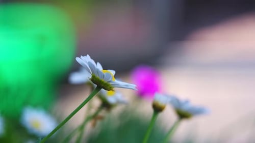 Summer scene with white daisy flowers against a blur background. Hot summers garden background.