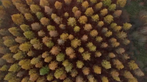 Aerial footage over colorful crowns, magic color of autumn in the forest