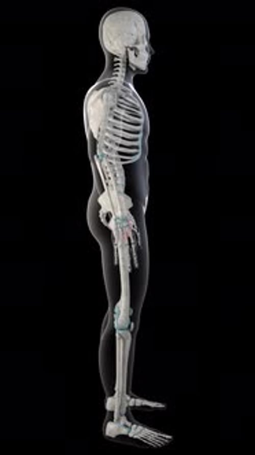 Animated 3D Human Skeleton Rotating with Highlighted Pelvis Bones