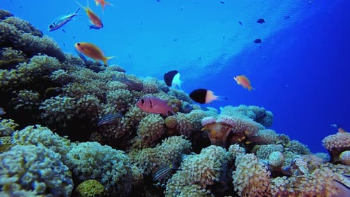 Marine Coral Colourful Garden