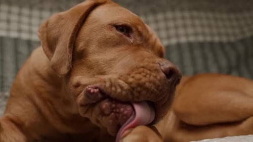 Dog Licking Paw Lying on Bed