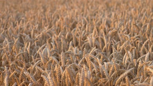 Golden Spikelets of Wheat Field Move Slow Motion From Light Breeze at Orange Sunset in Summer