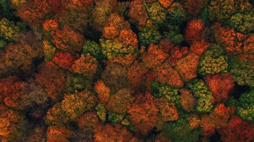Forest in autumn colors