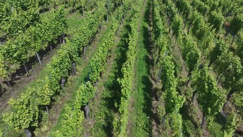 Plantations de raisins en France