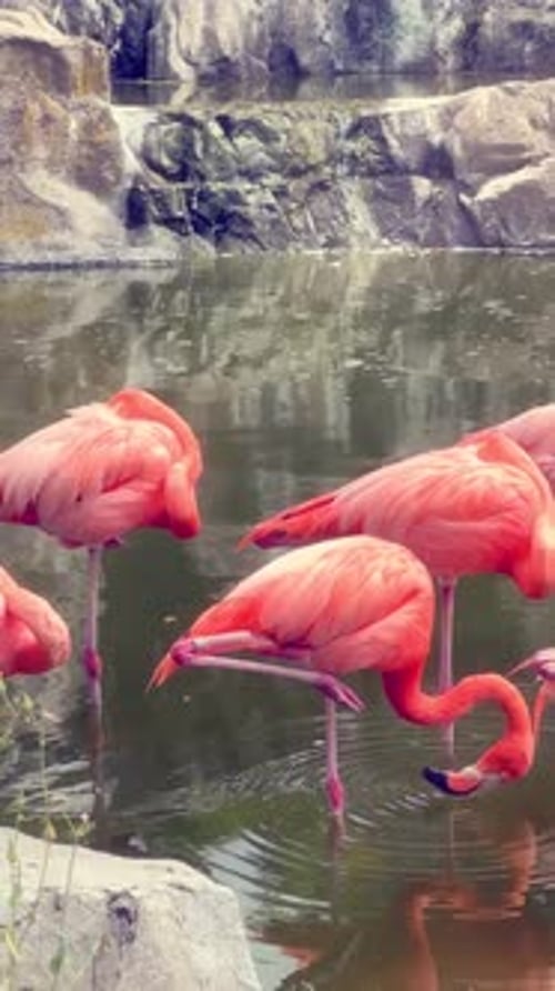 Vertical video of a group of flamingos on a sunny day on a pond or lake