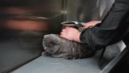 Cat Getting a Bath in Silver Tub