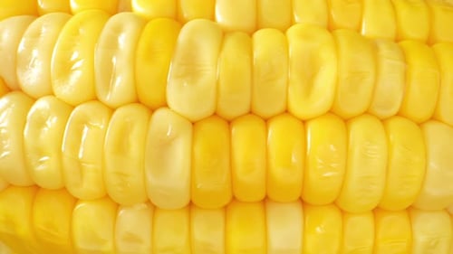Sweet Corn in macro video